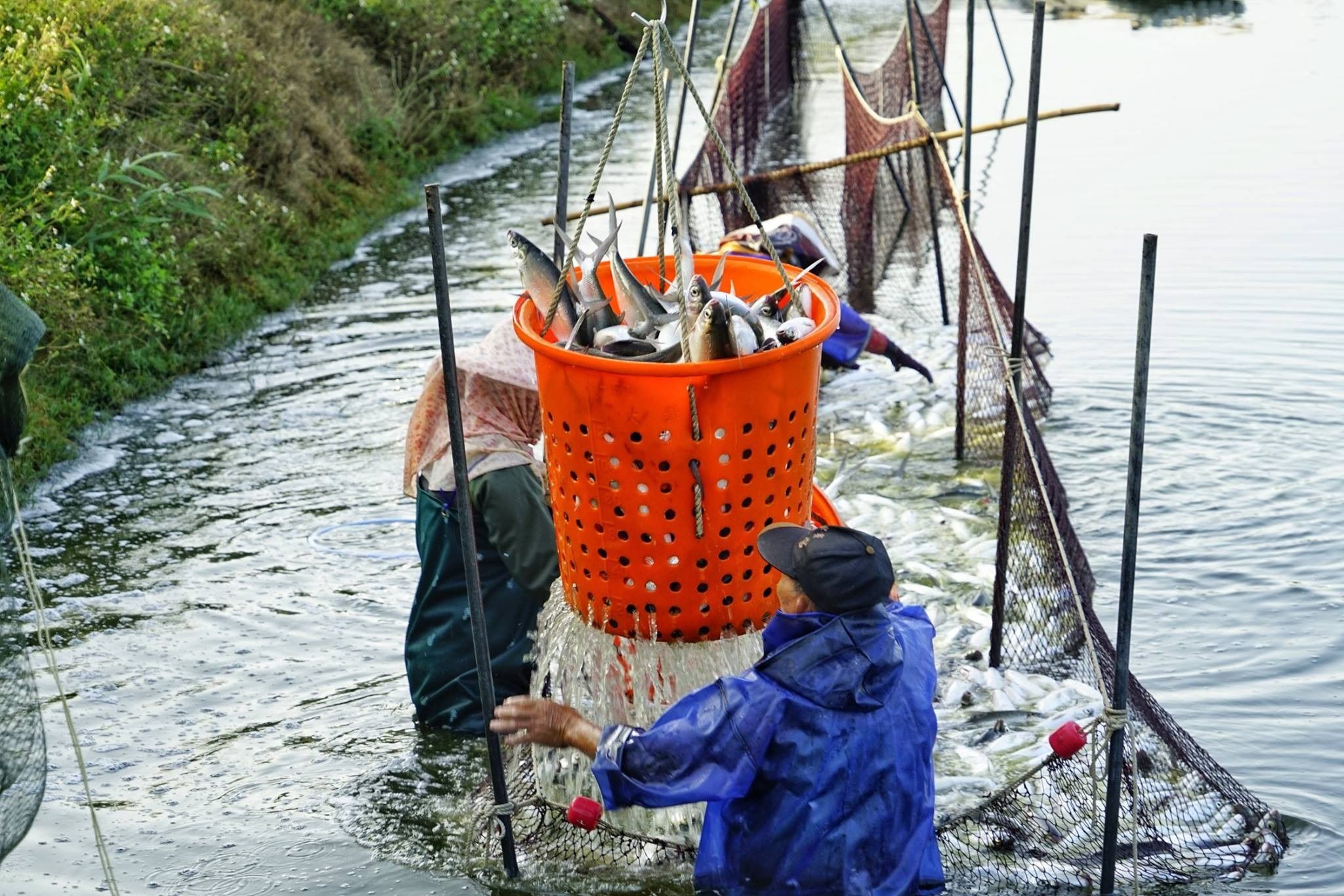 ▲▼台南安平在清代是虱目魚規模最大魚塭所在地，因此被稱為「安平魚」。（圖／台南市政府提供）