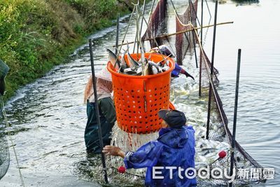 台灣17世紀開始養殖虱目魚　中研院學者揭密：一年四季都吃得到