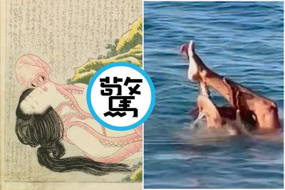 日本春畫「章魚與海女」真實再現？這次緊纏男模下身　結局超驚人