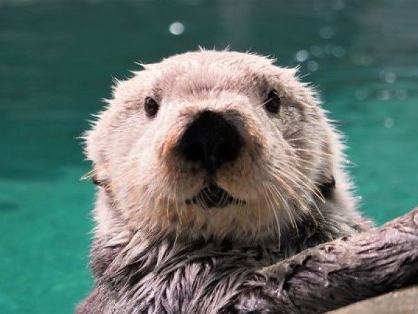 福岡海洋世界17歲海獺Lilo離世　全日本水族館剩2隻海獺