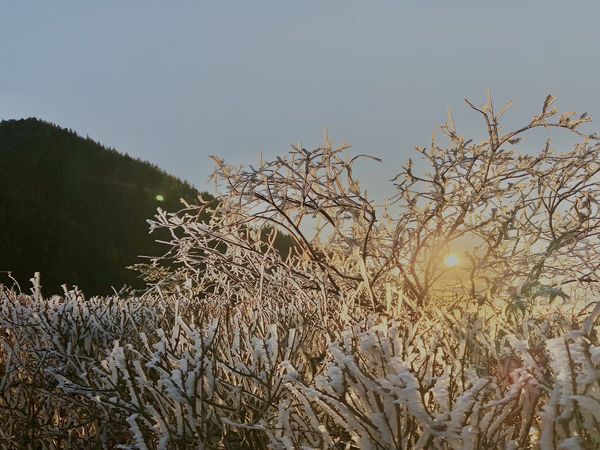 ▲▼太平山森林遊樂區霧淞、雲海、日出交織的大自然的美景。（圖／太平山莊提供，下同）