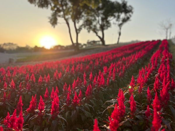 ▲北投三層崎花海今（17日）正式揭幕。（圖／公園處提供）