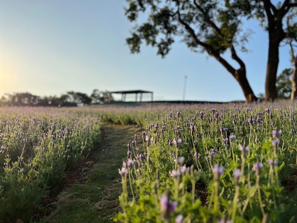 ▲北投三層崎花海今（17日）正式揭幕。（圖／公園處提供）