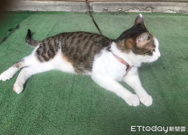 ▲貓咪,寵物。（圖／記者游瓊華攝）