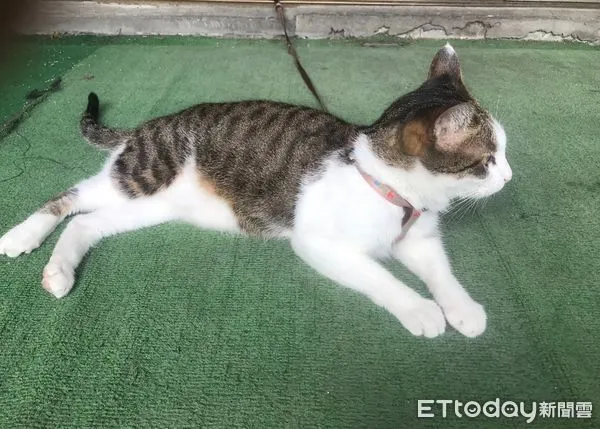 ▲貓咪,寵物。（圖／記者游瓊華攝）