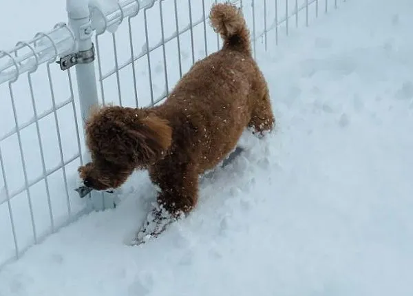 ▲貴賓狗出門玩雪帶回「白靴子」　一臉沒事讓媽哭笑不得。（圖／翻攝自X／@Atnj32237nm）