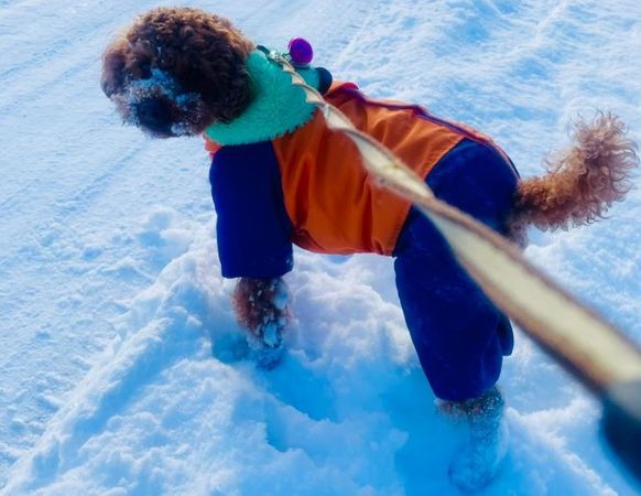 ▲貴賓狗出門玩雪帶回「白靴子」　一臉沒事讓媽哭笑不得。（圖／翻攝自X／@Atnj32237nm）