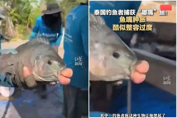 驚！「香腸嘴魚」橫空出世，被視為邪物原因曝光。（翻自畫面）