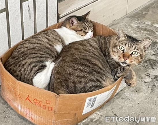 ▲家裡出現陌生人  虎班嚇到變「棉被生物」眼眶泛淚委屈巴巴。（圖／網友Neo提供，請勿隨意翻拍，以免侵權。）