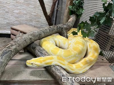 蛇麼都好玩！陳其邁送新年禮物　「1族群」壽山動物園9天免費入園