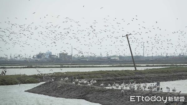 ▲▼   鹽田棲地營造有成 布袋「漫天燕鷗海」 。（圖／林業保育署嘉義分署提供）