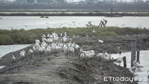 ▲▼   鹽田棲地營造有成 布袋「漫天燕鷗海」 。（圖／林業保育署嘉義分署提供）