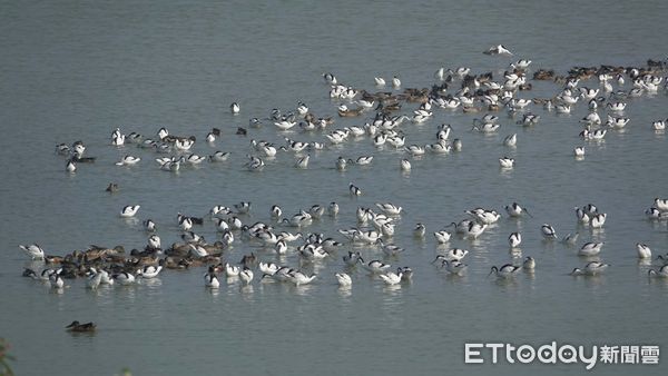 ▲▼   鹽田棲地營造有成 布袋「漫天燕鷗海」 。（圖／林業保育署嘉義分署提供）