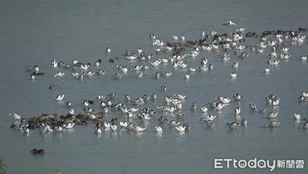 ▲▼   鹽田棲地營造有成 布袋「漫天燕鷗海」 。（圖／林業保育署嘉義分署提供）