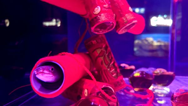 ▲Xpark光之海月by NAKED, INC.。（圖／Xpark提供）