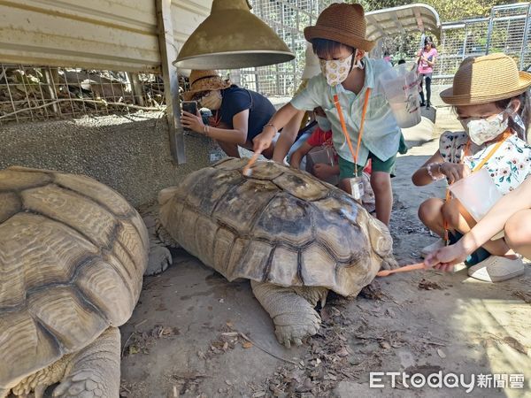 ▲夜宿動物園營隊深入象龜展場與動物親密接觸。（圖／記者許宥孺翻攝）