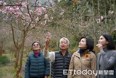 2025古坑草嶺石壁櫻花季　大年初一浪漫登場