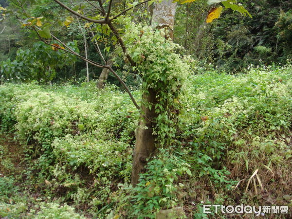 ▲小花蔓澤蘭危害林木之情形。（圖／林業保育署南投分署提供）