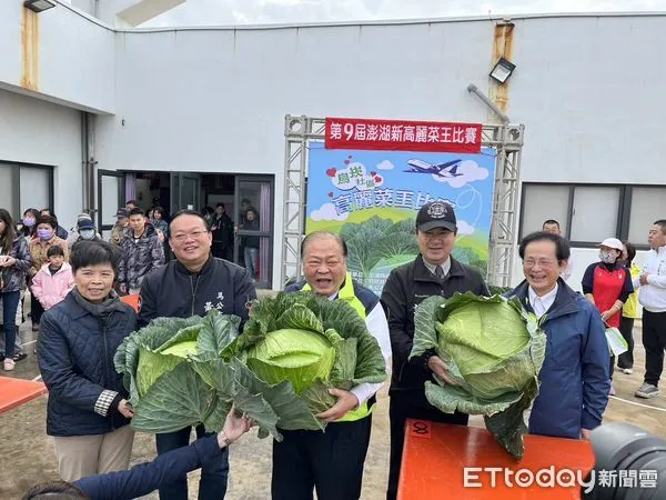 ▲▼ 第9屆澎湖新高麗菜王比賽。（圖／記者陳韋男攝）