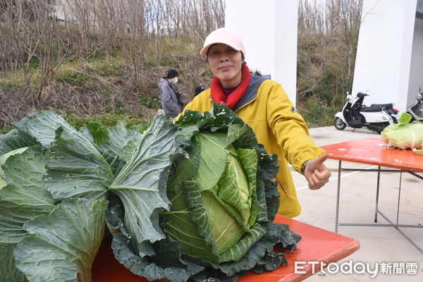 ▲▼ 第9屆澎湖新高麗菜王比賽。（圖／記者陳韋男攝）