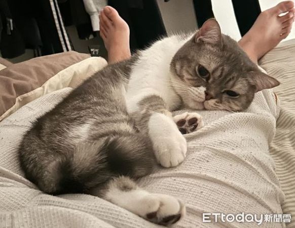 ▲鏟屎官出門發現「喵皇爽躺被窩」羨慕　牠露跩臉：去賺錢養我！（圖／愛福人士提供，請勿隨意翻拍，以免侵權。）