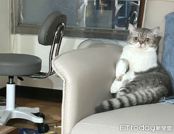 ▲鏟屎官出門發現「喵皇爽躺被窩」羨慕　牠露跩臉：去賺錢養我！（圖／愛福人士提供，請勿隨意翻拍，以免侵權。）