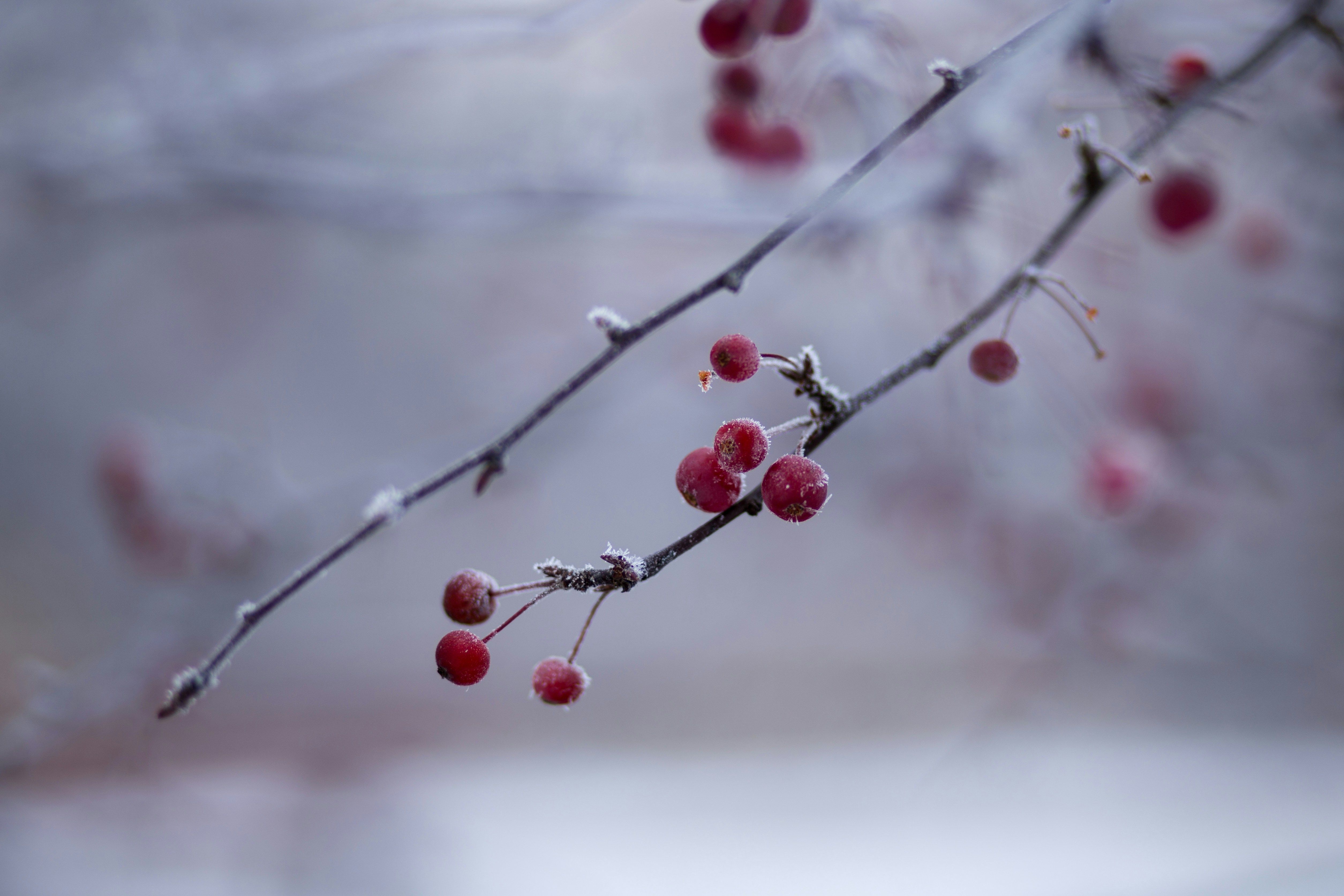 ▲winter、冷 、節氣   。（圖／翻攝自免費圖庫unsplash）