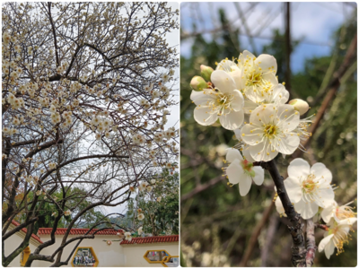 北市「11處梅花景點」位置、數量一覽