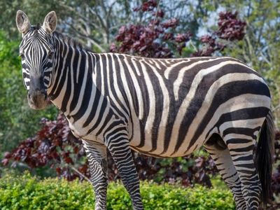 英國動物園犀牛母子起爭執　意外刺穿斑馬腹部致死