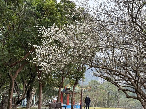 ▲北市公園處整理出台北12座公園賞花景點。（圖／公園處提供）