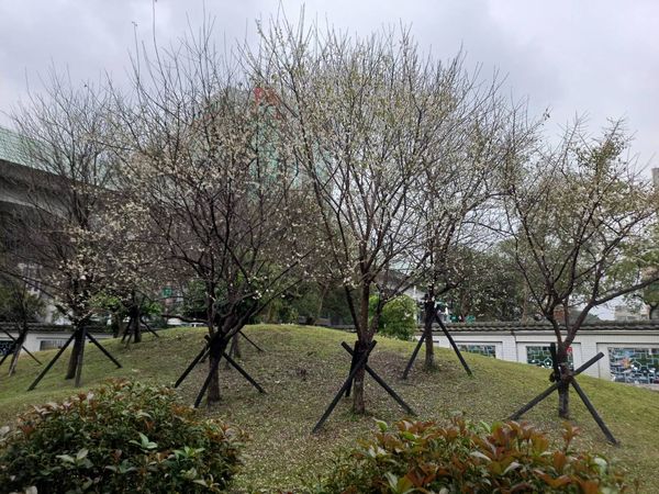 ▲北市公園處整理出台北12座公園賞花景點。（圖／公園處提供）