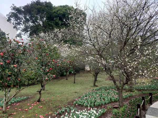 ▲北市公園處整理出台北12座公園賞花景點。（圖／公園處提供）