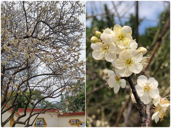 ▲北市公園處整理出台北12座公園賞花景點。（圖／公園處提供）