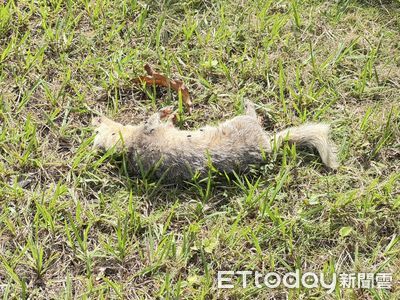 恆春驚見鼬獾狂犬病陽性死亡　籲飼主快為犬貓補強狂犬病疫苗