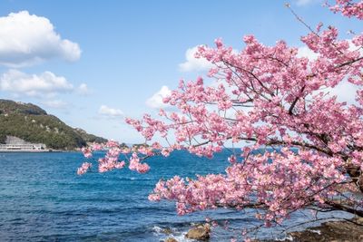 九州最早賞櫻地在大分　2月就能看