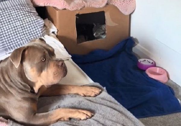 ▲惡霸犬發現貓媽「要生了」想陪產　遭請離場結果孕婦追出來。（圖／翻攝自TikTok／@justgunnerstunner）