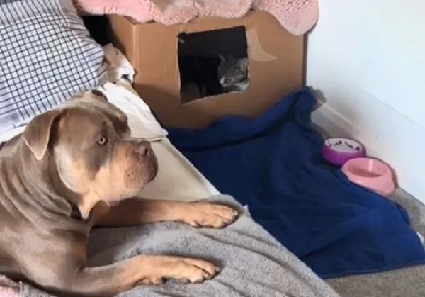 ▲惡霸犬發現貓媽「要生了」想陪產　遭請離場結果孕婦追出來。（圖／翻攝自TikTok／@justgunnerstunner）