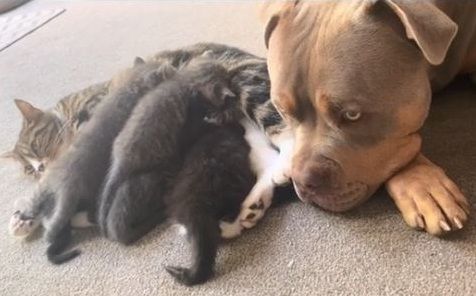 ▲惡霸犬發現貓媽「要生了」想陪產　遭請離場結果孕婦追出來。（圖／翻攝自TikTok／@justgunnerstunner）
