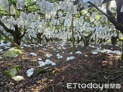 楊桃、棗子損失慘重　陳亭妃成功爭取立即勘災