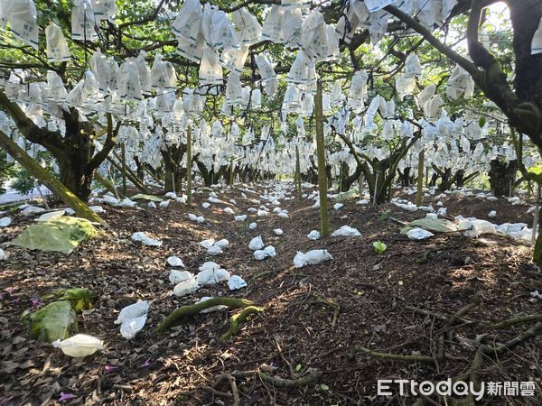 ▲立委陳亭妃聯繫農業部長陳駿季，並發公文將災區最新情況反應給農業部，要求中央立即啟動農業天然災害救助的災損補助，盡快給予農民補助，盡力降低農民的損失。（圖／記者林東良翻攝，下同）