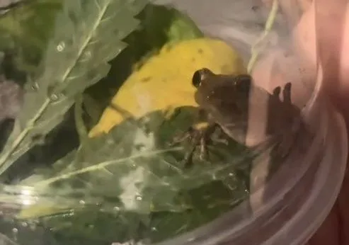 ▲女子開箱樹苗與「偷渡蛙」大眼瞪小眼　霸氣收編讓牠住豪宅。（圖／翻攝自TikTok／@leafylettuce528）