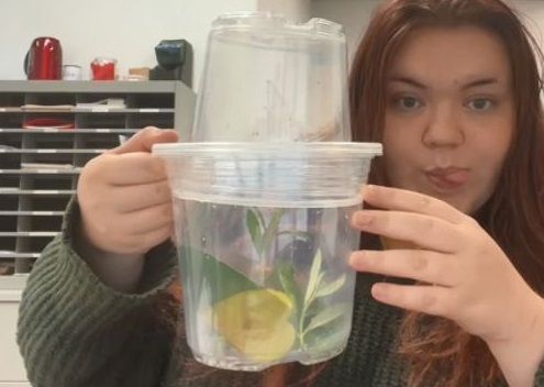 ▲女子開箱樹苗與「偷渡蛙」大眼瞪小眼　霸氣收編讓牠住豪宅。（圖／翻攝自TikTok／@leafylettuce528）