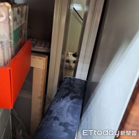 貓咪以為地震是奴才害的。（圖／飼主raccooneros提供）