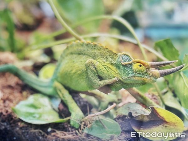 ▲台南頑皮世界動物園打造全台最大、最新的「兩棲爬蟲館」，飼養包含蛇類在內的數百隻各類兩棲爬蟲動物，還有10大觀賞拍照亮點。（圖／記者林東良翻攝，下同）