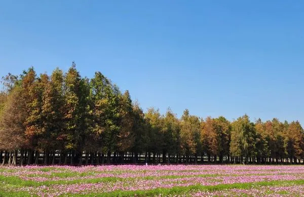 ▲▼台南六甲落羽松觀光季1月18日正式開幕。（圖／翻攝自Facebook／來自永靖的老園丁 - 魏應充）