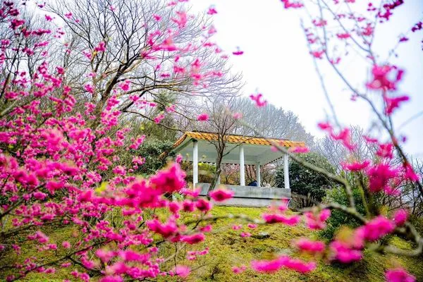 ▲陽明山花季今年1月24日開跑，持續至3月16日。（圖／公園處提供）