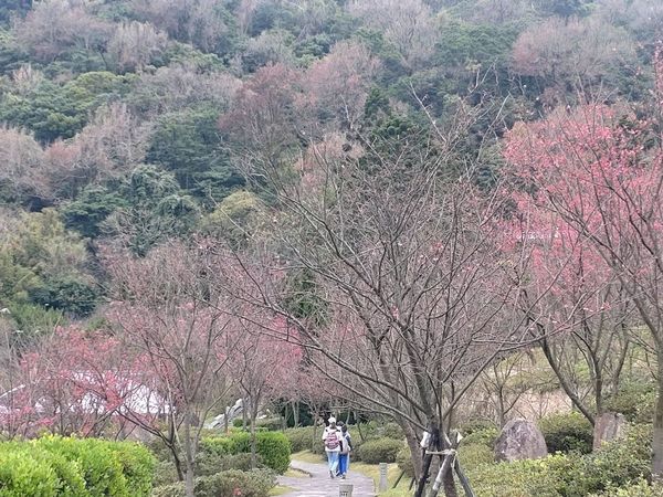 ▲陽明山花季盛大登場！漫步櫻花林，<a href='https://qooah.com/category/life-style/camera-news/'>置身童話世界中。