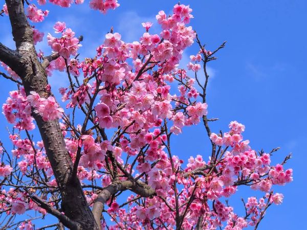 ▲平菁街櫻花巷花況已達7成</a>，粉紅花海令人流連忘返。