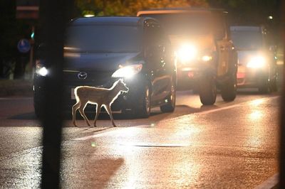 奈良公園屢現鹿被撞　「突然竄出」特性駕駛好困擾