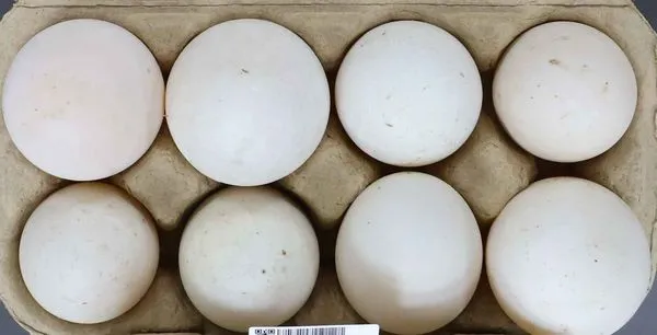 ▲▼食藥署公布檢測禽畜水產品藥物殘留結果，嘉義市一件鴨蛋抗菌劑超標。（圖／食藥署提供）